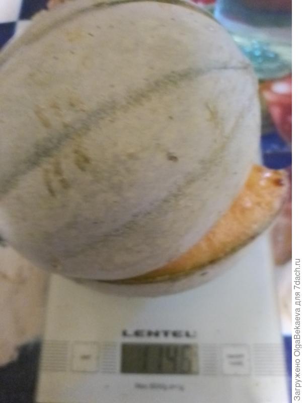 Дыня на весах