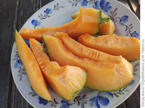 Дыня канталупа