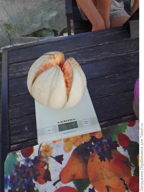 Дыня лопнула