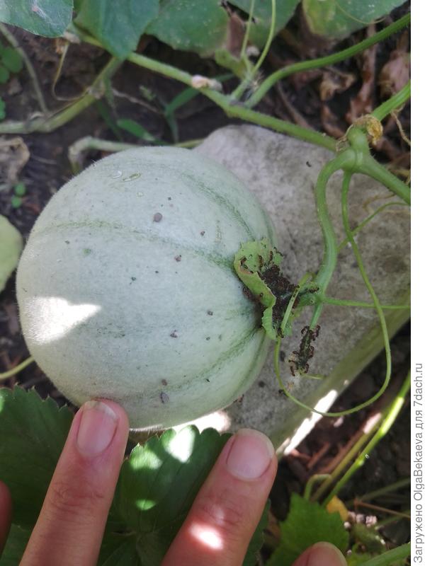 Муравьи на дыне