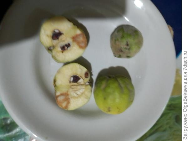 Яблоки разрез