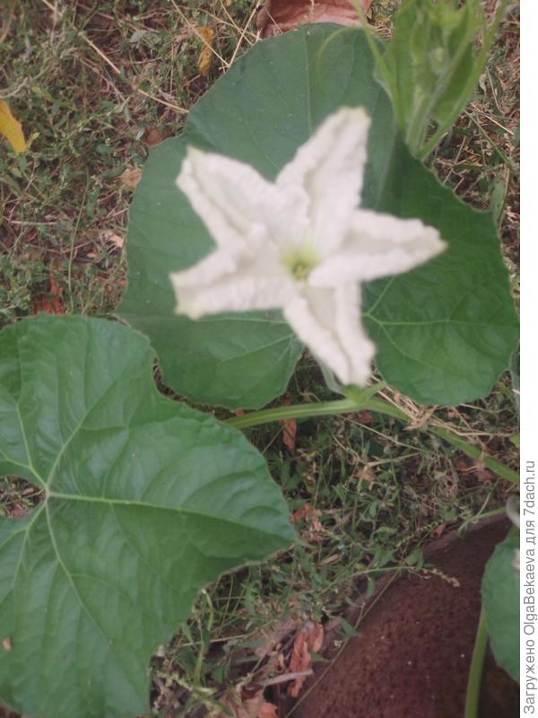 Цветок лагенарии