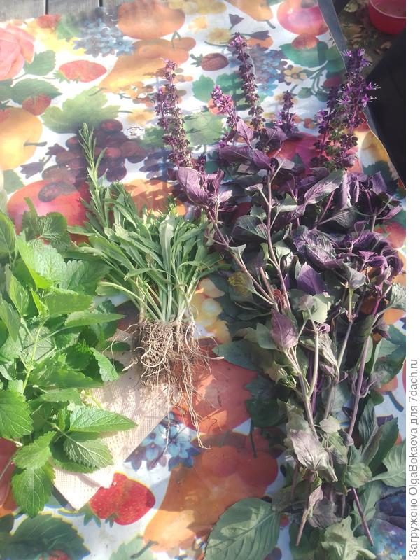 Срезала базилик, мелиссу и цефалофору посушить.