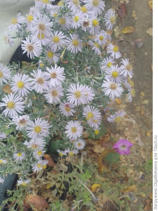 Корейские хризантемки