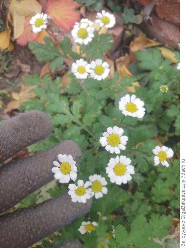 Ромашка-пиретрум
