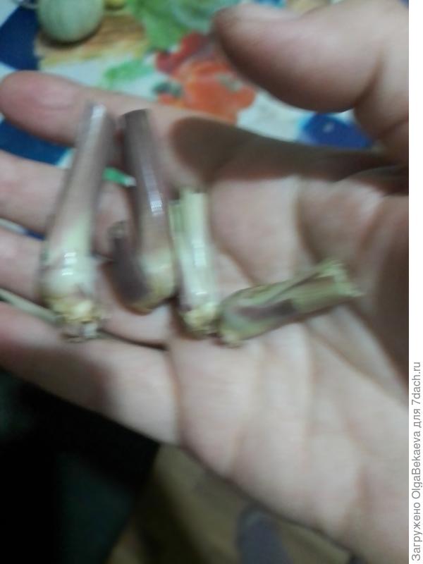 Цитронелла