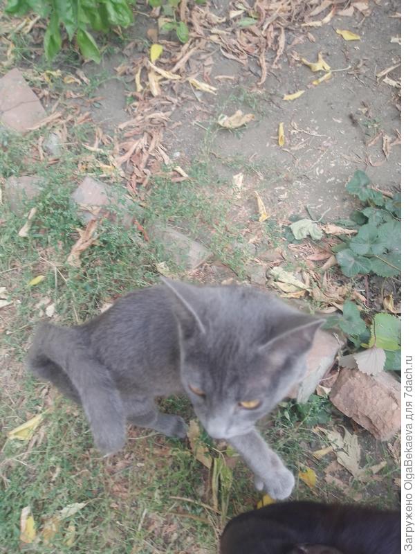 Кошачий налог выплачен!