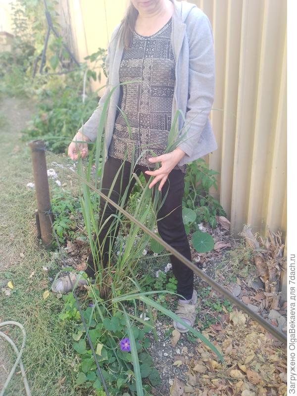 Цитронелла