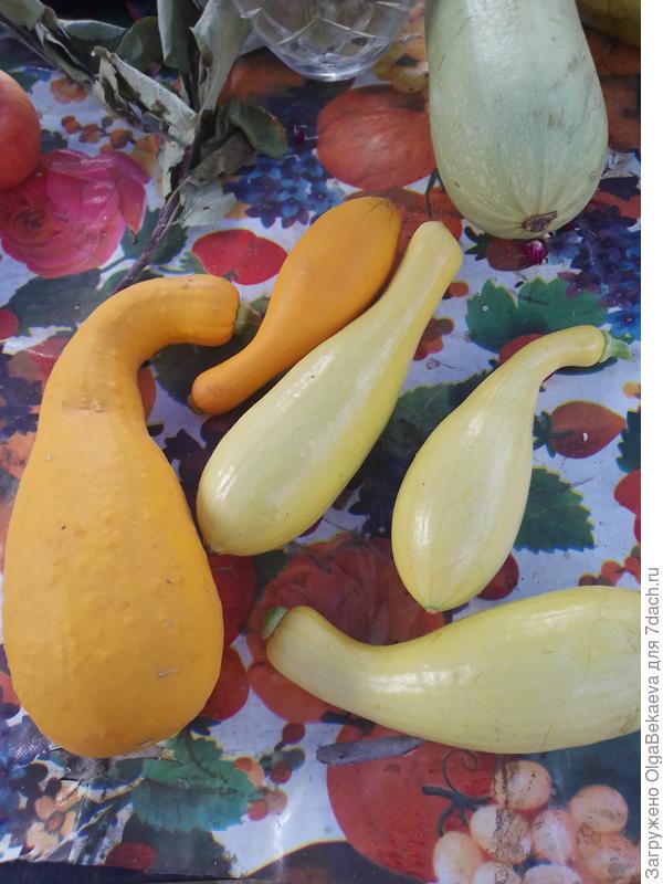 Крукнек Ранний Золотой