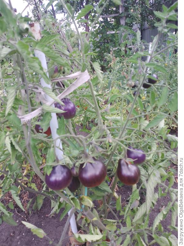 Томат Синяя груша