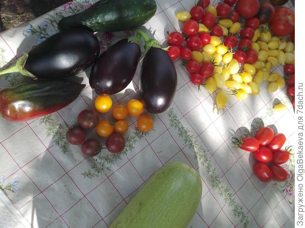 Томаты Диковинка и Краски