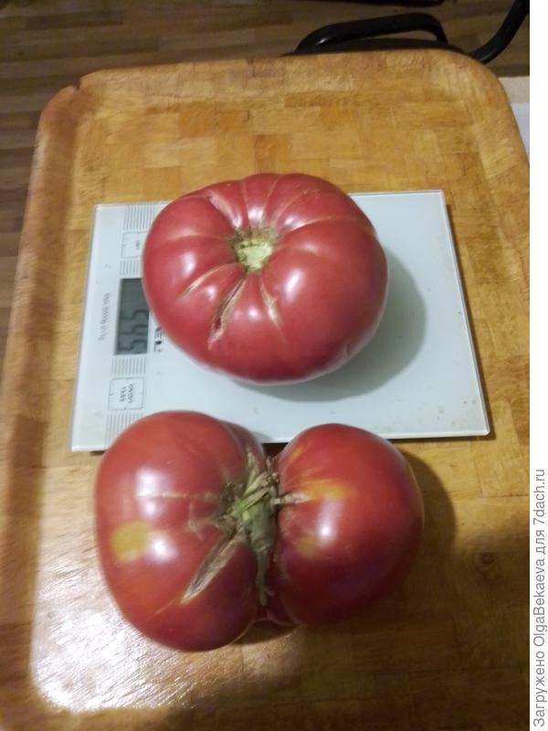 Минусинский гигант