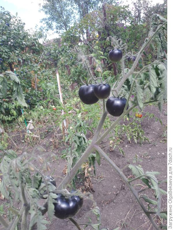 Томат Почти Голубая кровь