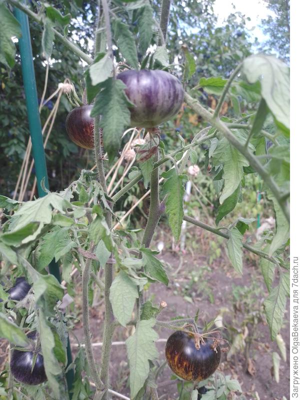 Томат Полосы былого