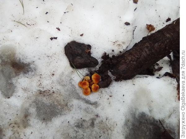 Грибы зимой