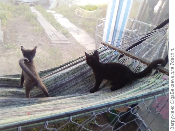 Котята на гамаке
