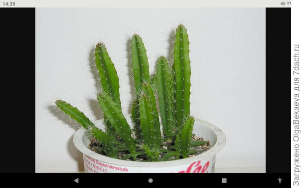 Фото Hilocereus с Пинтереста