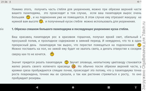 Про пахиподиум