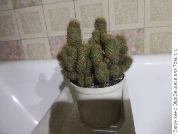 Мамиллярия Вильда