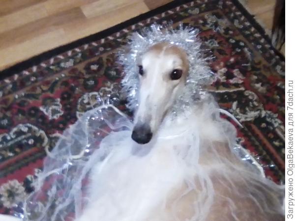 Дюк изо всех сил притворялся белым и пушистым, но собакам такое вредно.