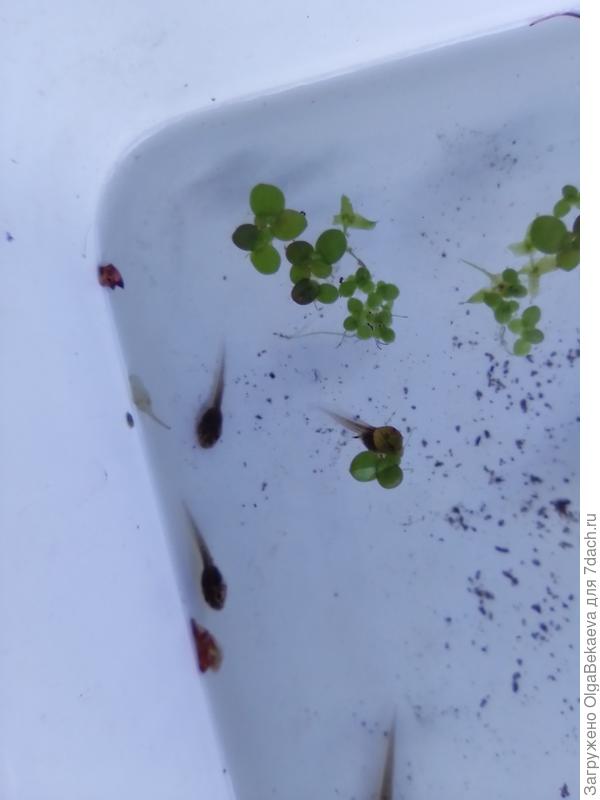 Где наши алименты?