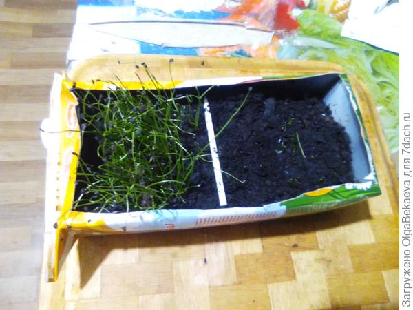 Батун и слизун