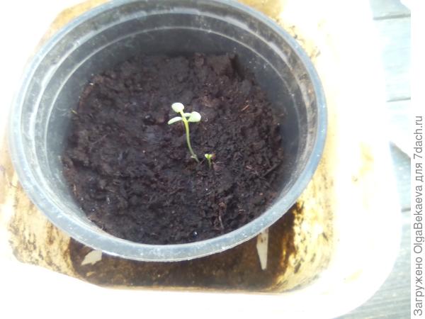 Розмарин рассада