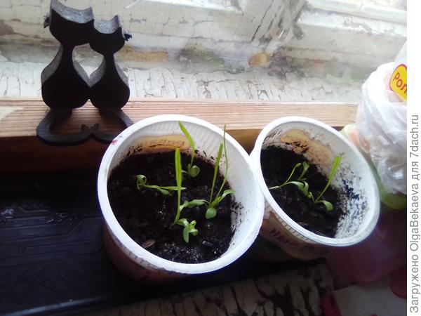 Рассада гацании