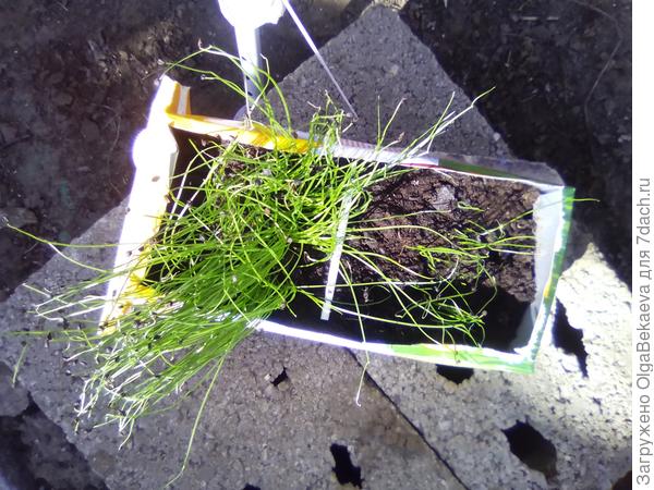 Лук рассада 30.03