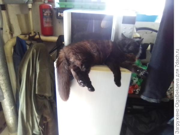 Окна заняты рассадой, спать больше негде. Приходится так.