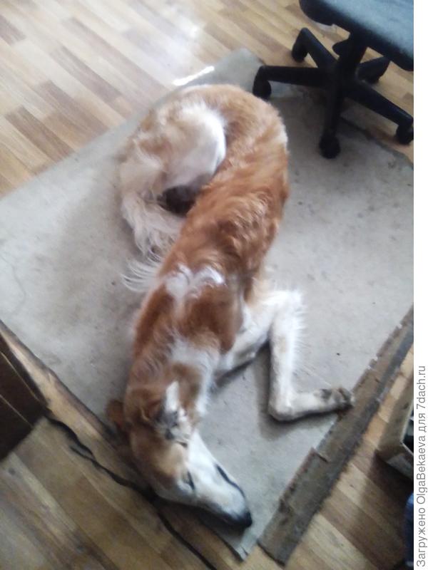 Как отдыхают драконы? Теперь понятно, как!