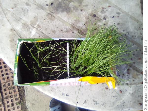 Рассада луков