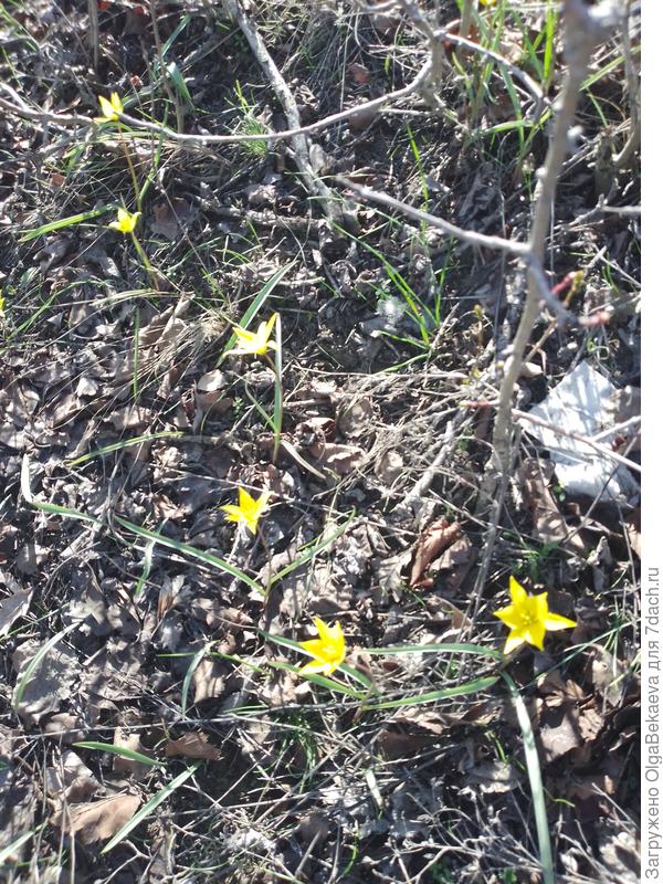 Гусиный лук