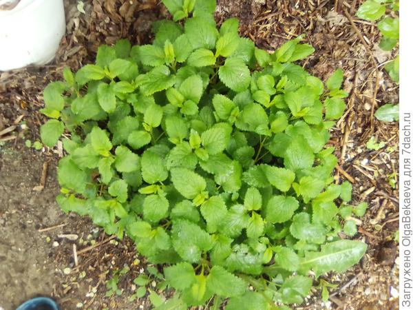 Это мелисса.