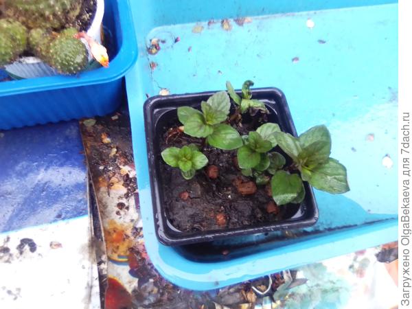 Эту мяту я купила вчера под названием &quot;Конфетная&quot;. Единственная, у которой я унюхала какую-то другую нотку.