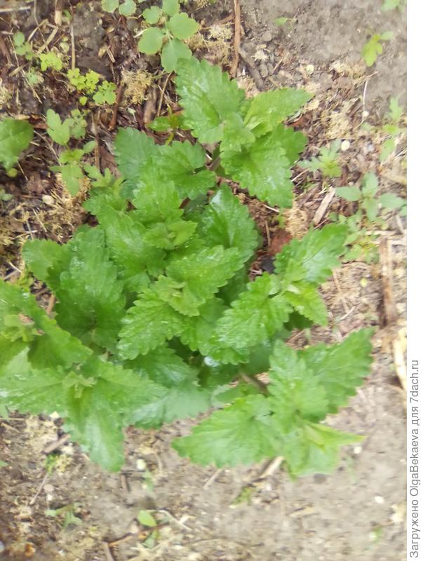 А это её двойник - котовник кошачий, он же котовник лимонный. Вопреки названию, коты к нему равнодушны.
