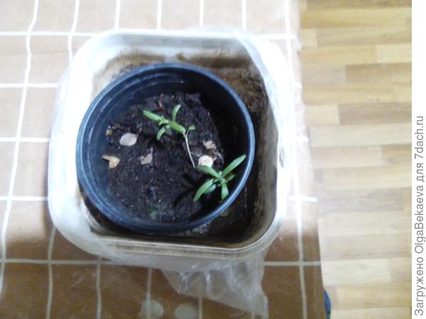 Это мои розмарины. Я на них дышать боюсь. Посеяны 20.02, первый взошел 13.03, второй 28.03