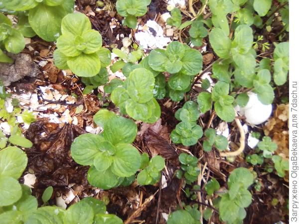 Мята круглолистная, кондитерская, египетская, как хотите- зовите.