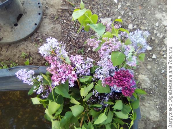 Сирень зацвела на неделю раньше, чем обычно.