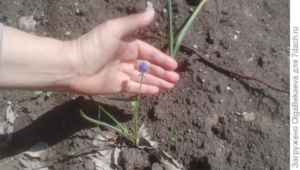 Крошечный мускари