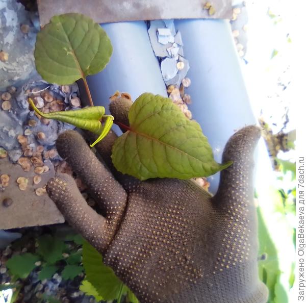 Сахалинская гречиха