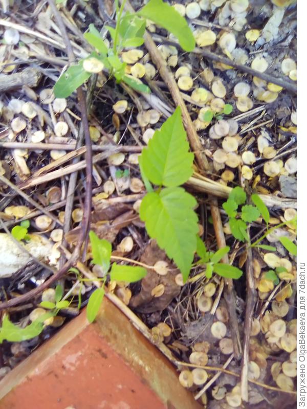 Самосев клена ясенелистного