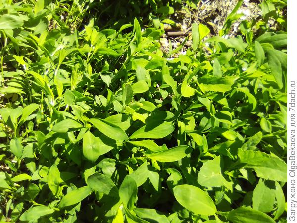 Трава-мурава