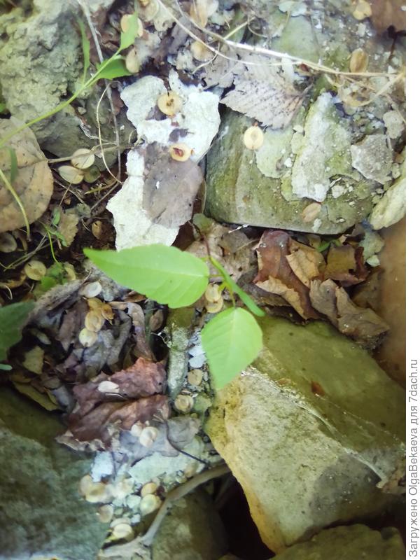 Сеянец клёна ясенелистного