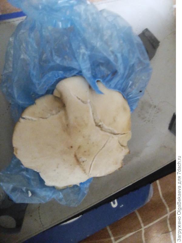 Неизвестный гриб