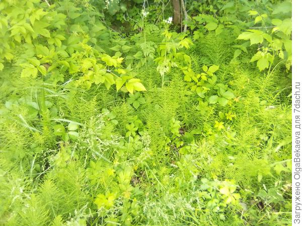 Растения у пруда