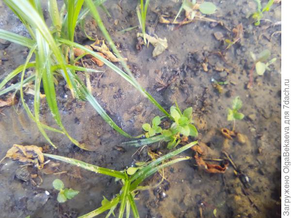 Перед чуфой - майоран