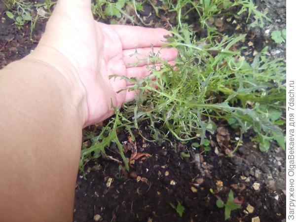 Мизуна "красная", но зеленая.