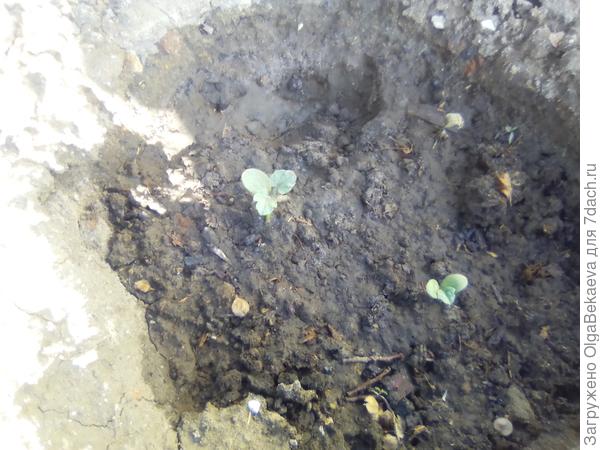 Арбуз &quot;Лунный&quot;. Совсем малыш.