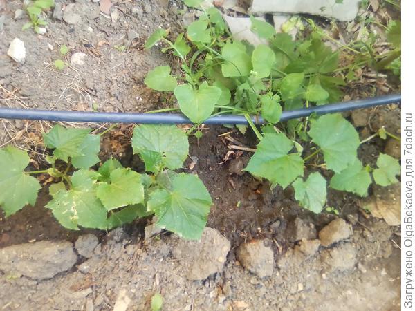 Огурцы будут не скоро.